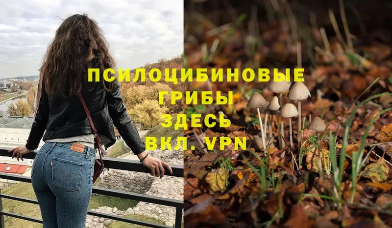 Псилоцибиновые грибы Psilocybe  Миньяр 